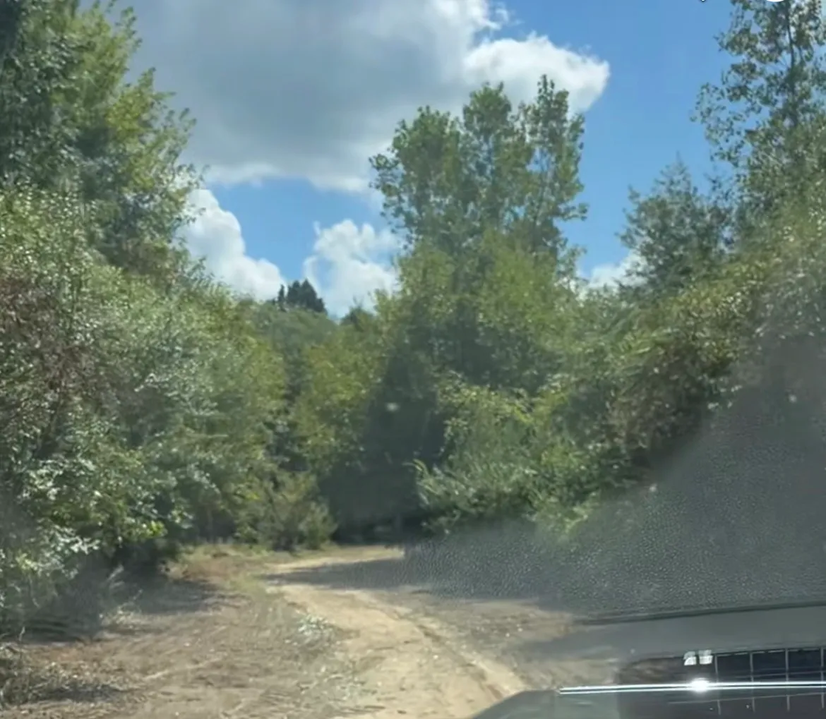 Finished hunting trail cleared through summer woods, Monroe County Michigan