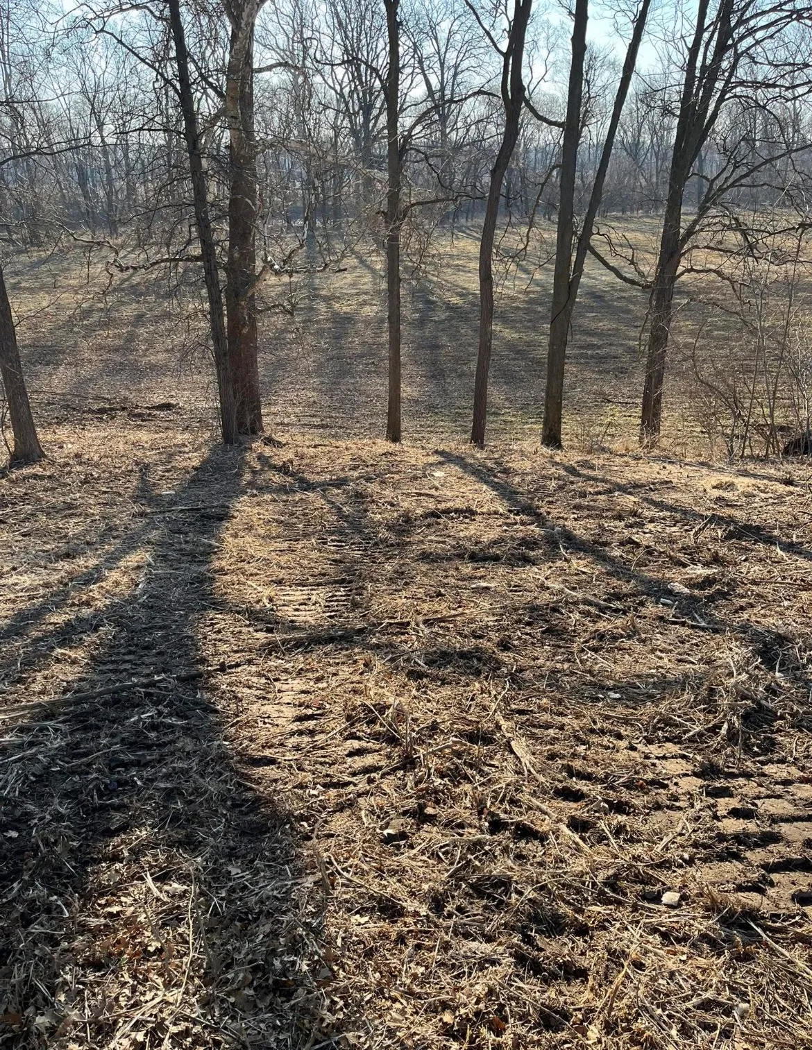 Ground-level view of fine woody mulch left on cleared land surface after forestry mulching