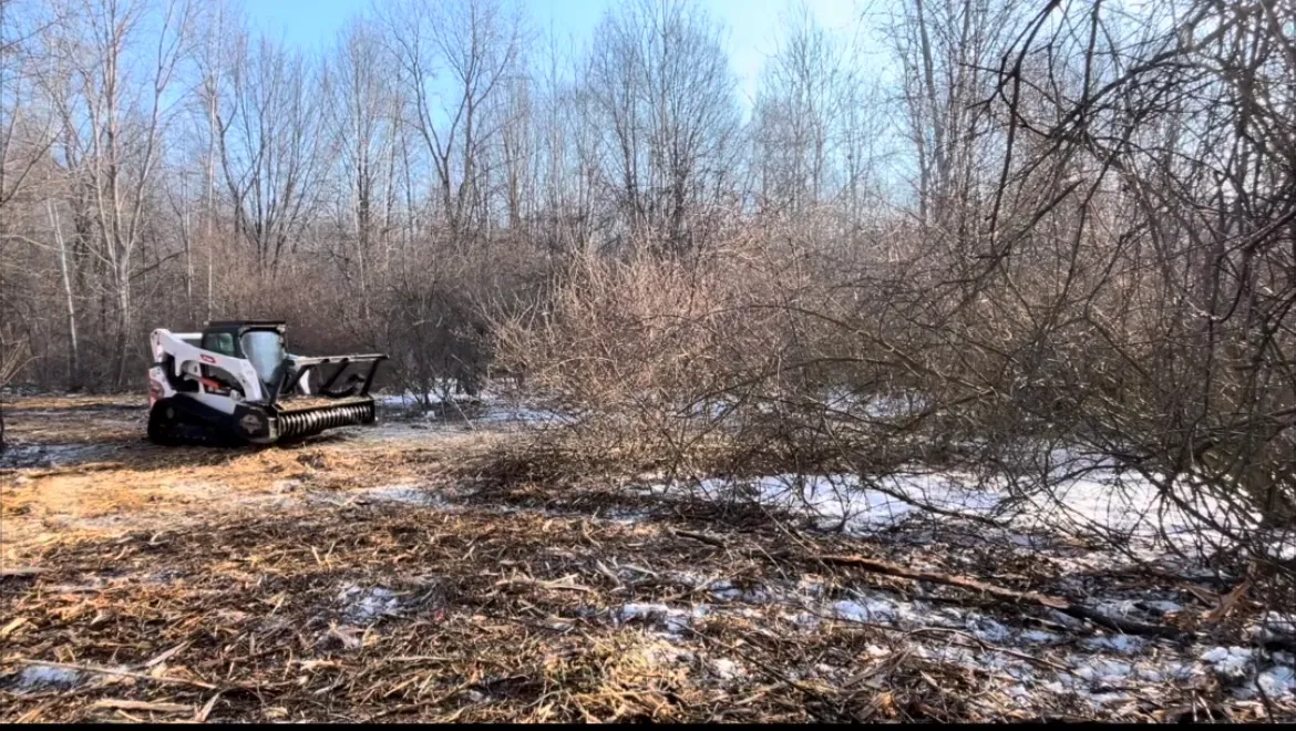 Track skid steer working through dense overgrown brush during land clearing job, Northwest Ohio